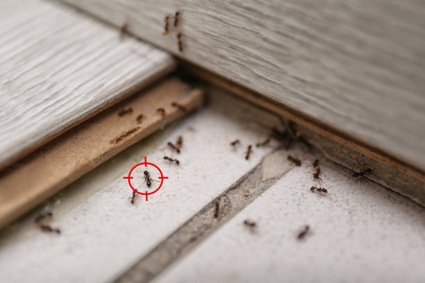 Wasp Removal Services in Sunnyside, GA
