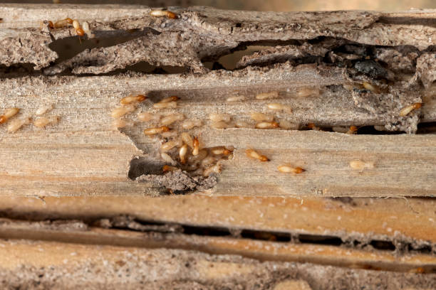 Best Termite Control Services  in Sunnyside, GA